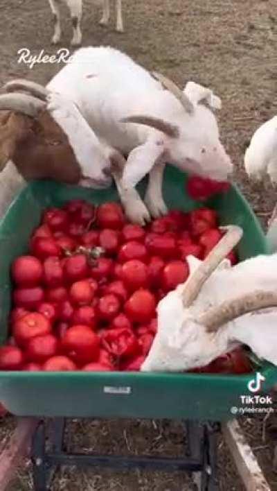 there's something about how goats eat tomatos that I thought was funny and I think my sense of humor is kind of weird