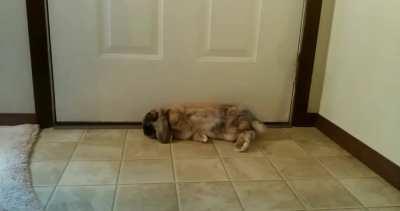 Favorite place to flop lately, he's lucky no one uses this door