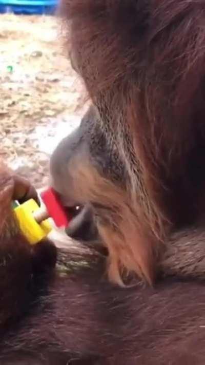 Orangutan uses its lips to tighten the nut