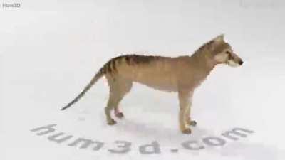 low quality spinning thylacine