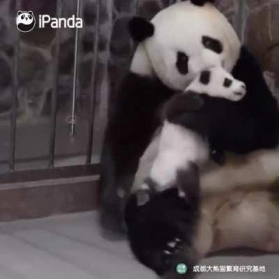 Panda mother love