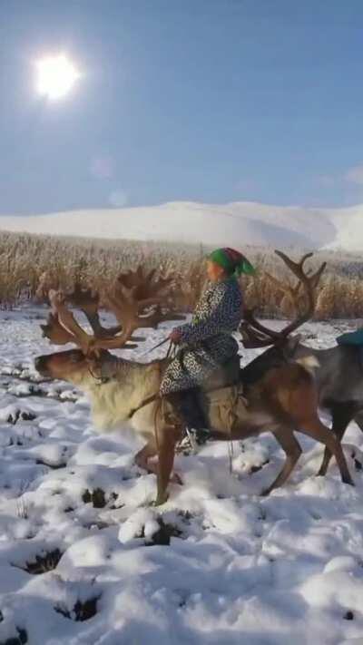 Two Tsaatan women of Mongolia riding their Reindeer