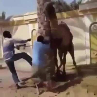 HMFT after I help reign in this camel.