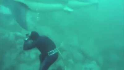 A Great White Shark appears randomly and goes by very peacefully and harmlessly