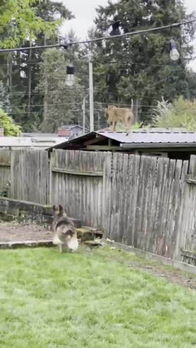 Apparently the neighbors dog says hello from the roof of their shed now!!