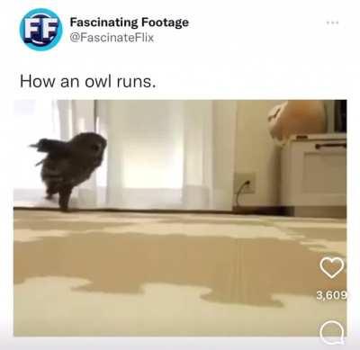 How an owl runs