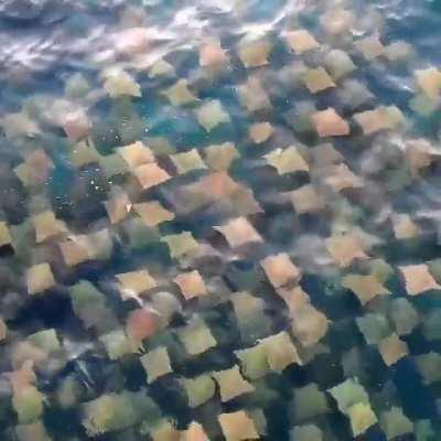 Drone footage captures beautiful view of rays swimming