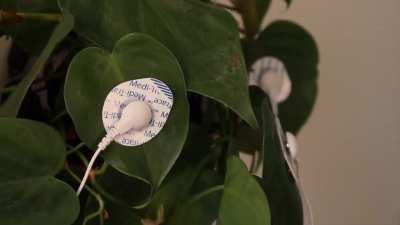 Houseplant controls machete with robotic arm