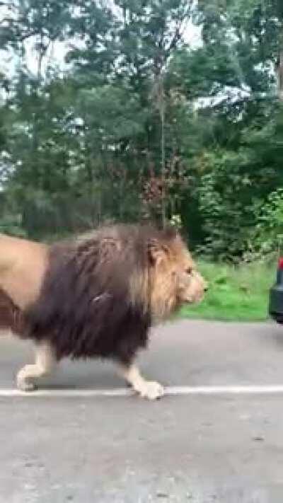 This beast of a lion walking along looking like he doesn't give a fuck at all.