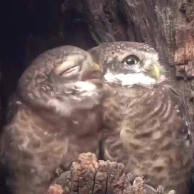 Owl affection