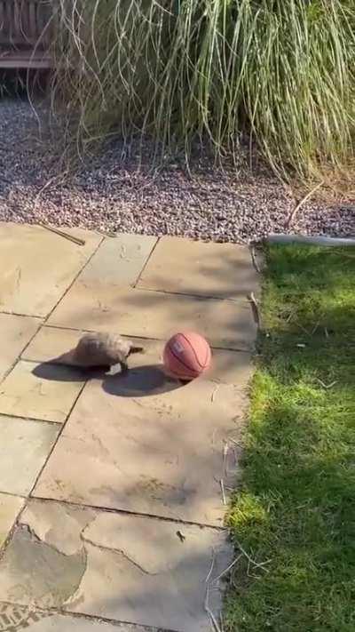 Here’s a turtle playing with a ball. Happiness lies in the simple things in life.