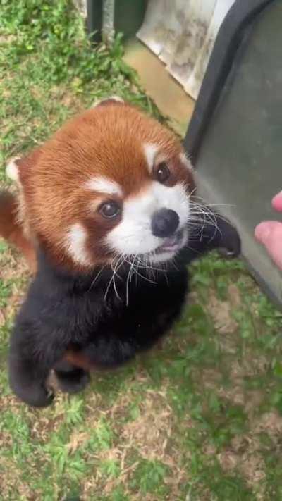 Red panda