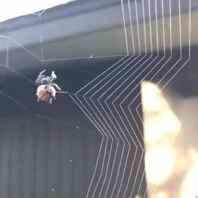 An Orb weaving a web