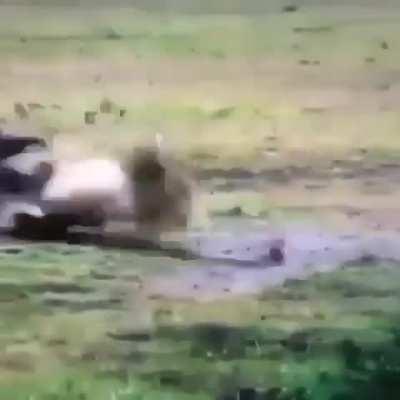 Lion catches and severs a Hyena pup spine