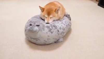 Shiba sleeping on a chunky seal pillow