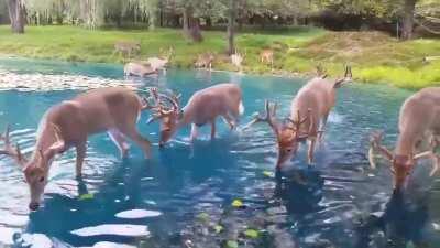 A tranquil herd of deer on their morning stroll