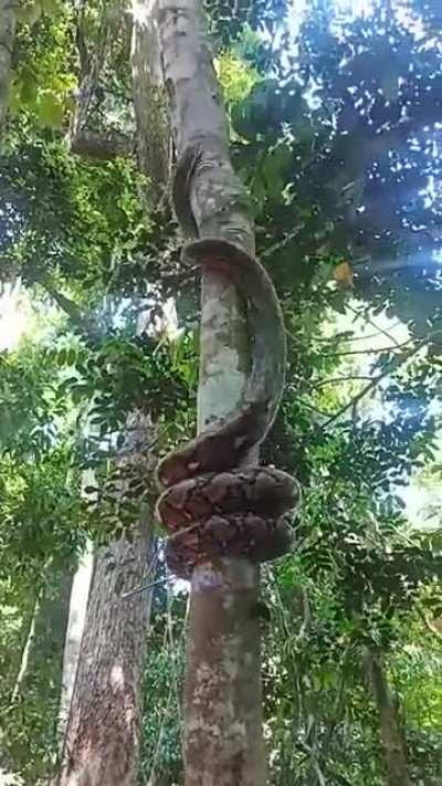 Snake Climbing Tree