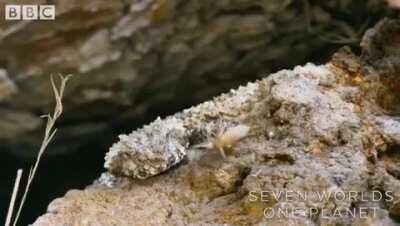 Look closely... that is not a spider. The spider-tailed horned viper uses the tip of its tail to lure birds.