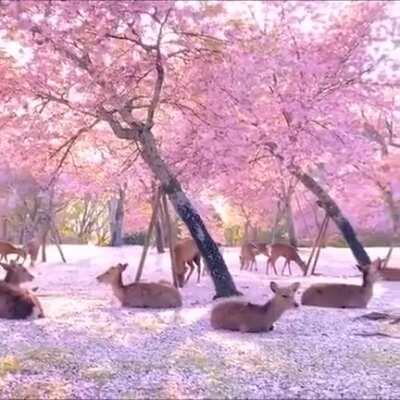 A herd of deer relaxing by cherry blossom trees in Nara, Japan