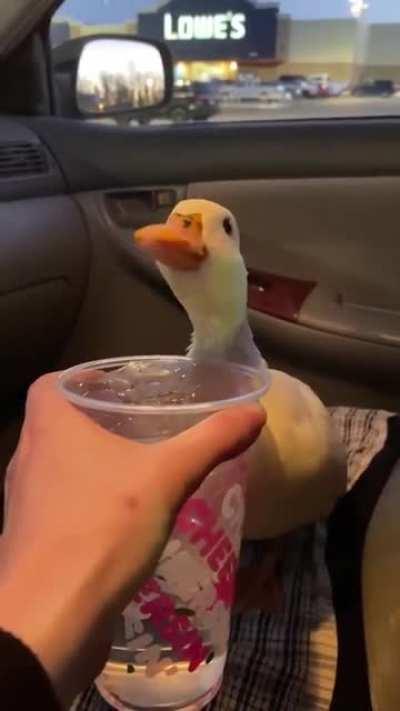 Absolutely quackers