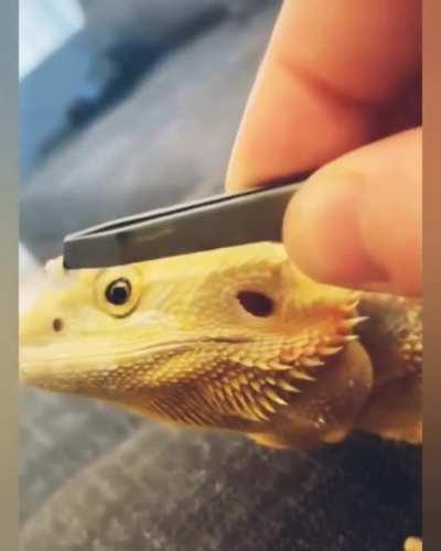 Cleaning of bearded dragon nostrils!