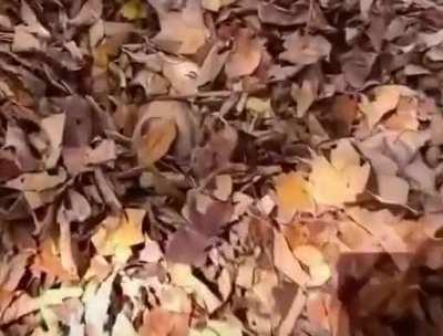 &quot;I am one with the leaves&quot;