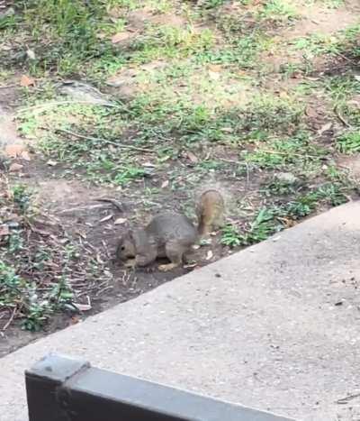 After 43 long years, I just saw a squirrel bury a peanut for the first time. My joy is unlimited and my delight is unmatched.