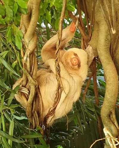 Sleepy sloth