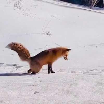 Diving for the meal in the snow. Location: Beckenridge, Colorado