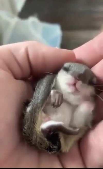 sleepy cute baby squirrel