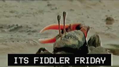 Fridays are for the fiddlers