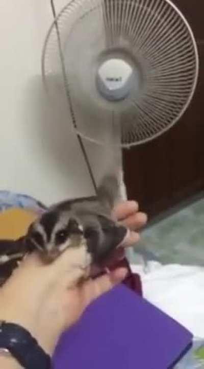 This sugar glider is on a flight simulator