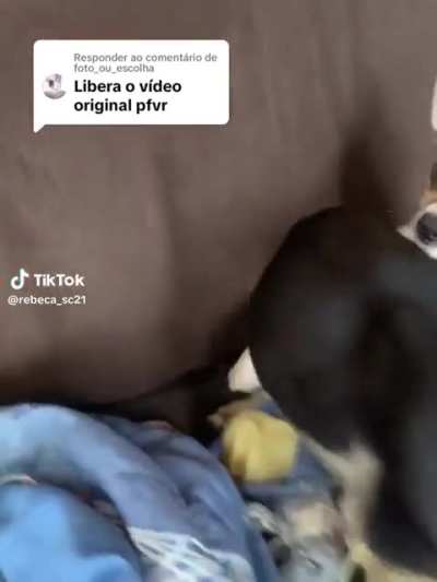 Vai mata o cachorro 😔😔