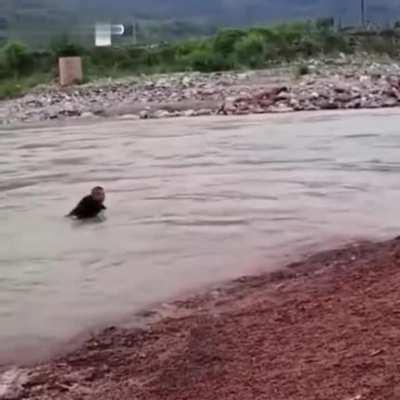 Dog kicks owner into river