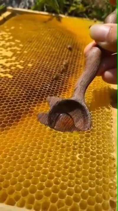 Scooping honey straight from a honeycomb