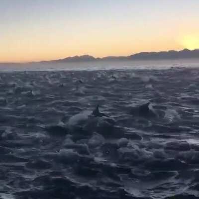 🔥 Superpod of more than 10,000 dolphins spotted off the coast of Svalbard - Norway