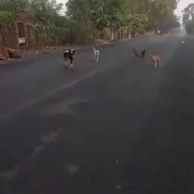 Bu keçilerden cidden korkulur abi. Köpeklerle 3vs1 atıyo sonra da yakalayıp bi güzel dayıyo.. Ne demiş atalarımız; “Keçi Kurtlardan Kurtulursa Gergedan olur”