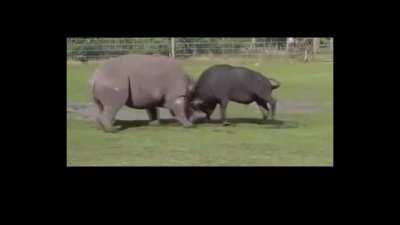 Rhino Vs Cape Buffalo