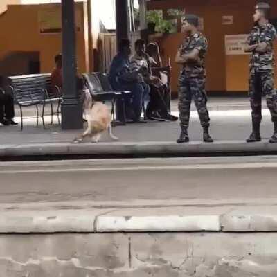 Military doggo takes a break