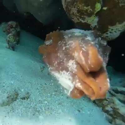 🔥 Cuttlefish disguised as a coral