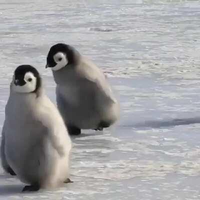 A group of penguin chicks waddling along