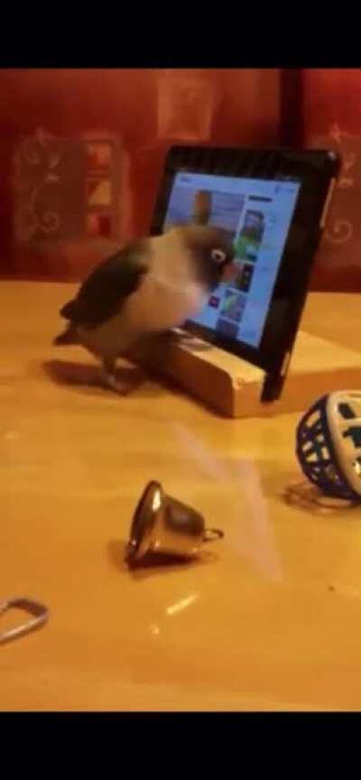 This lovebird learned how to watch and choose by himself videos on the tablet