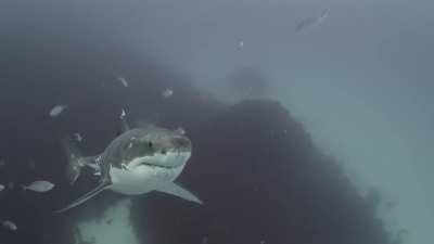 Battle-hardened Great White warrior spotted near Neptune Islands