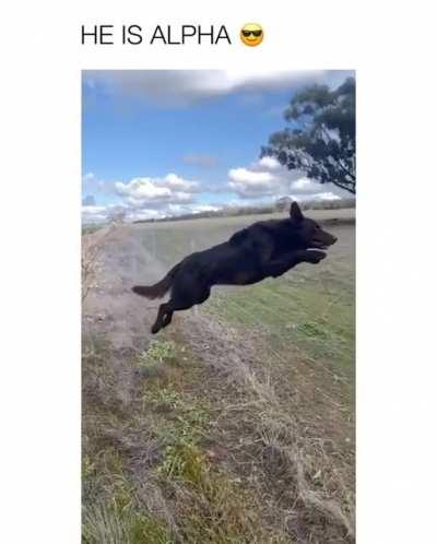 This absolut beast of a farmdog!🐾