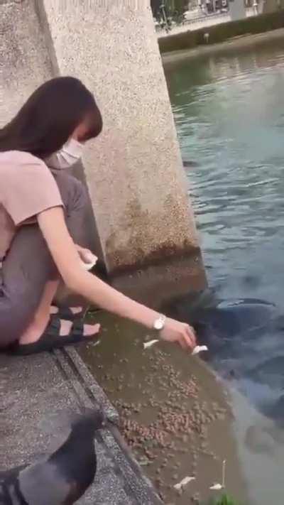 Feeding The Turtle