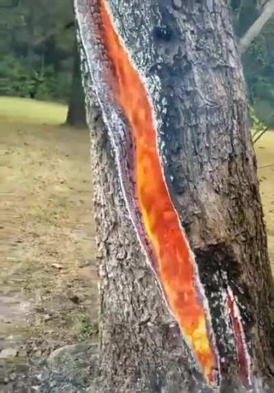 This tree on fire after a lightning strike