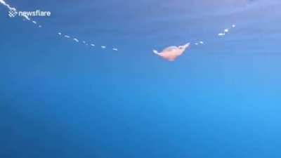 jellyfish coming too close to air ring