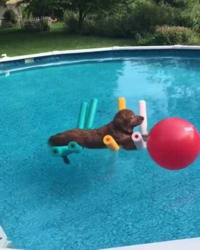 Just a dog, chilling in a pool.