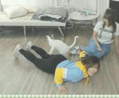 Kimi, Cat, Aria (gif)