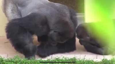 Shabani the Silverback and his son, calmly observing a caterpillar 🦍🐛